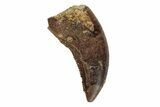 Serrated, Dromaeosaurid Theropod (Acheroraptor) Tooth - Montana #204230-1